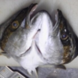 ひらまさ兜焼き ひらまさ茶漬け レシピ 作り方 By Macinu 楽天レシピ ひらまさ兜焼き ひらまさ茶漬け レシピ 作り方 By Macinu 楽天レシピ